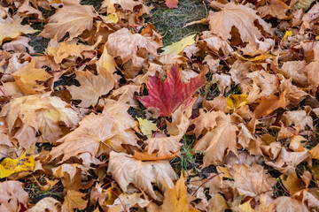 Maple tree leaves during autumn in Warsaw city, Poland