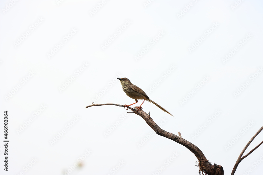 Sticker closeup shot of a bird on a branch of a tree in himalayas, kashmir, india