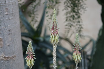 Aloe niebuhriana is a species of liliopsid of the Aloe genus, belonging to the Asphodelaceae family.