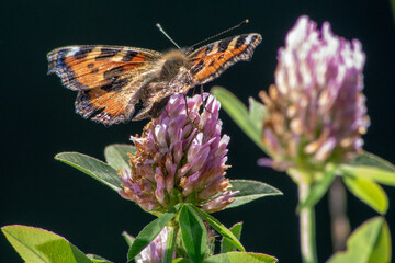 Dzika przyroda w Polsce
