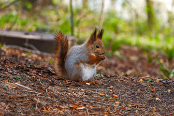 Caucasian squirrel eats a nut on the ground