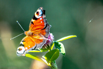 Dzika przyroda w Polsce © Michał Kurzątkowski