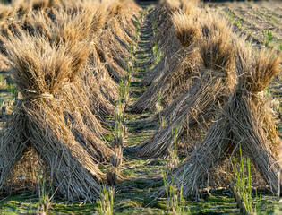 Bundles of dried rice stalk in rows after harvest in a Japanese rice field on a sunny day
