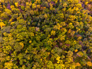 Colorful Autumn Forest. Aerial view from Drone.