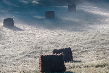 Dzika przyroda w Polsce © Michał Kurzątkowski