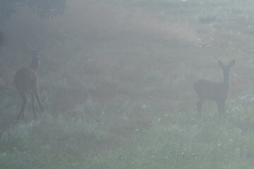 Dzika przyroda w Polsce © Michał Kurzątkowski