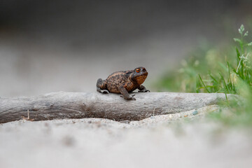 Dzika przyroda w Polsce