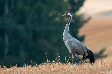 Żuraw na tle zielonego lasu © Michał Kurzątkowski
