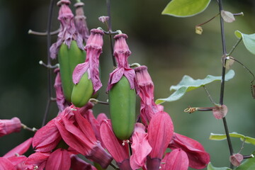 Passion flower and fruits, Passiflora vitifolia, Passifloraceae family. Amazon rainforest, Brazil.
