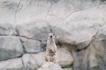 A meerkat looking around on a stone.