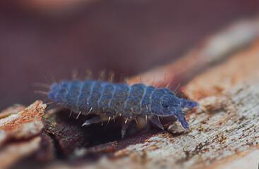 Close up of Springtail, Collembola, Neanuridae, Thaumanura, Achorutes carolii