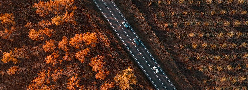 Aerial shot of three cars on the road through deciduous forest in fall, top down drone pov