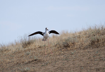 Black-winged Stilt (Himantopus hymantopus)