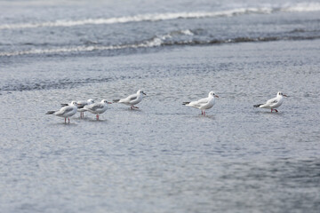 A small flock of Black-headed gull stands on the sand by the ocean, Kunashir Island