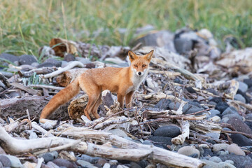 Adult red fox, Kunashir Island