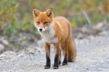 Adult red fox, Kunashir Island