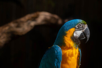 close up portrait of colorful blue Green and yellow macaw parrot