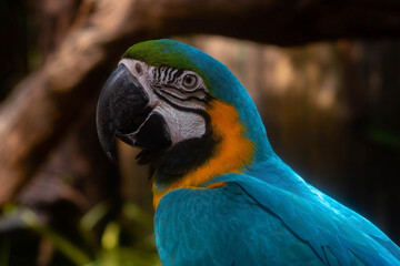 Obraz premium close up portrait of colorful blue Green and yellow macaw parrot