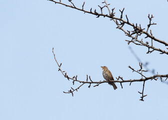 Songthrush sits and sings on a tree branch against a blue sky