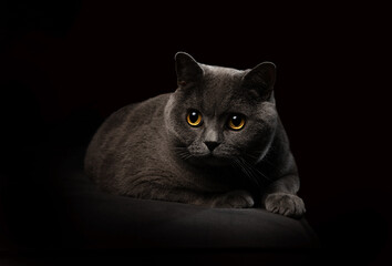 Beautiful gray cat on a dark background.