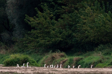 Dzika przyroda w Polsce © Michał Kurzątkowski