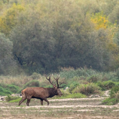Dzika przyroda w Polsce © Michał Kurzątkowski
