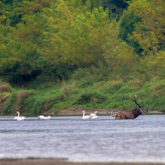 Dzika przyroda w Polsce © Michał Kurzątkowski