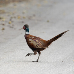 Dzika przyroda w Polsce