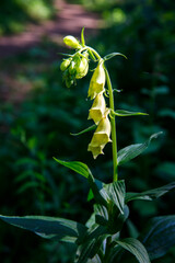 Big-flowered yellow thimble foxglove Digitalis grandiflora plant grows in Altay mountains forest poisoned herb. Vertical