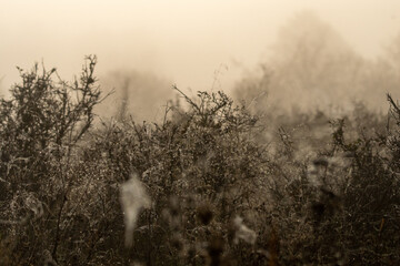 Dzika przyroda w Polsce © Michał Kurzątkowski