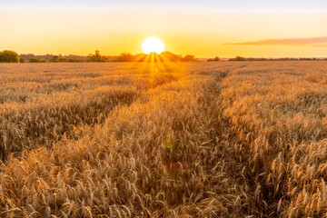 Obraz premium Scenic view at beautiful summer sunset in a wheaten shiny field with golden wheat and sun rays, beautiful sunset glow on horizon , road and rows leading far away, valley landscape