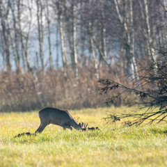 Dzika przyroda w Polsce © Michał Kurzątkowski