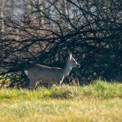 Dzika przyroda w Polsce © Michał Kurzątkowski