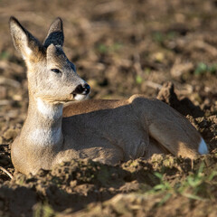 Dzika przyroda w Polsce © Michał Kurzątkowski