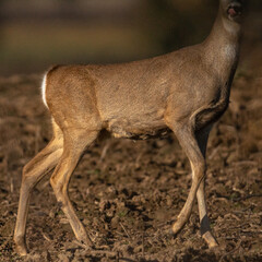 Dzika przyroda w Polsce © Michał Kurzątkowski