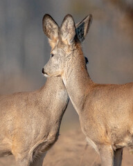 Dzika przyroda w Polsce © Michał Kurzątkowski