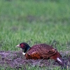 Dzika przyroda w Polsce