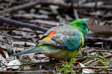 Male Red-rumped Parrot (Psephotus haematonotus)