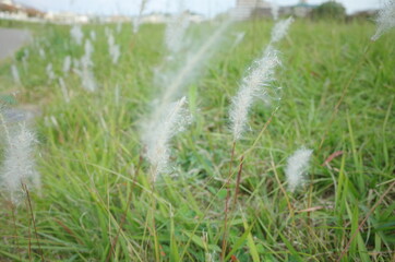 秋に咲く綺麗な景色