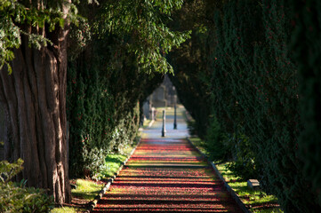 Red and green striped path