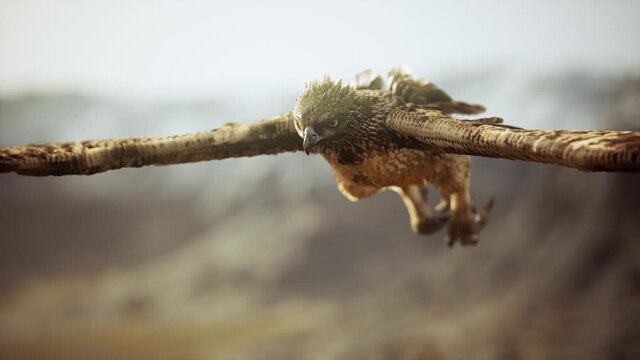 extreme slow motion shot of eagle