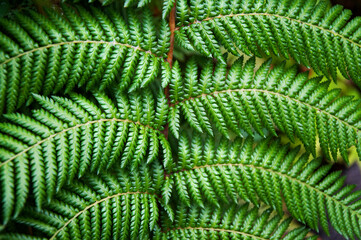 The leaf of fern