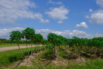 Fototapeta na wymiar Image of Cassava plantation in the field.Young shoots of green cassava.Tapioca fields on natural background. Grow cassava. Season of planting cassava in Thailand