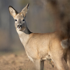 Dzika przyroda w Polsce © Michał Kurzątkowski