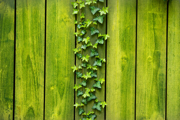 Green ivy pattern .