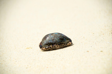 Landscape with shells on tropical beach, lipe island Thailand.