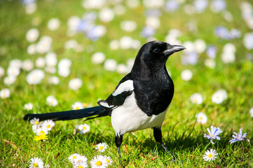 The black and white magpie