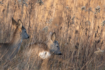 Dzika przyroda w Polsce © Michał Kurzątkowski