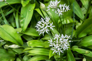 Allium ursinum flowers