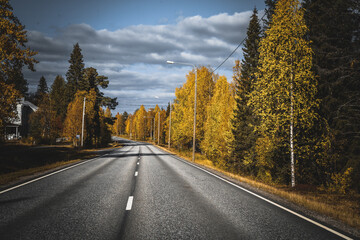 Fototapeta premium road in autumn